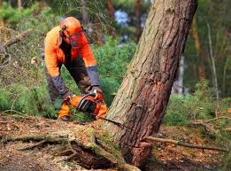 Best Utility Line Clearance  in Halawa, HI